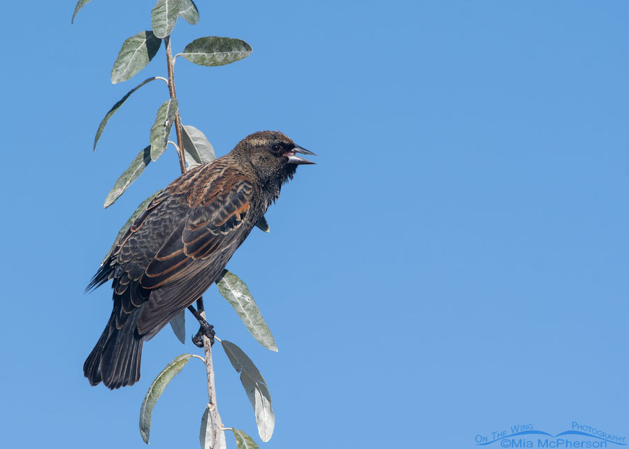 <p>Red-winged Blackbird</p><p>(adolescent male pictured here)</p>