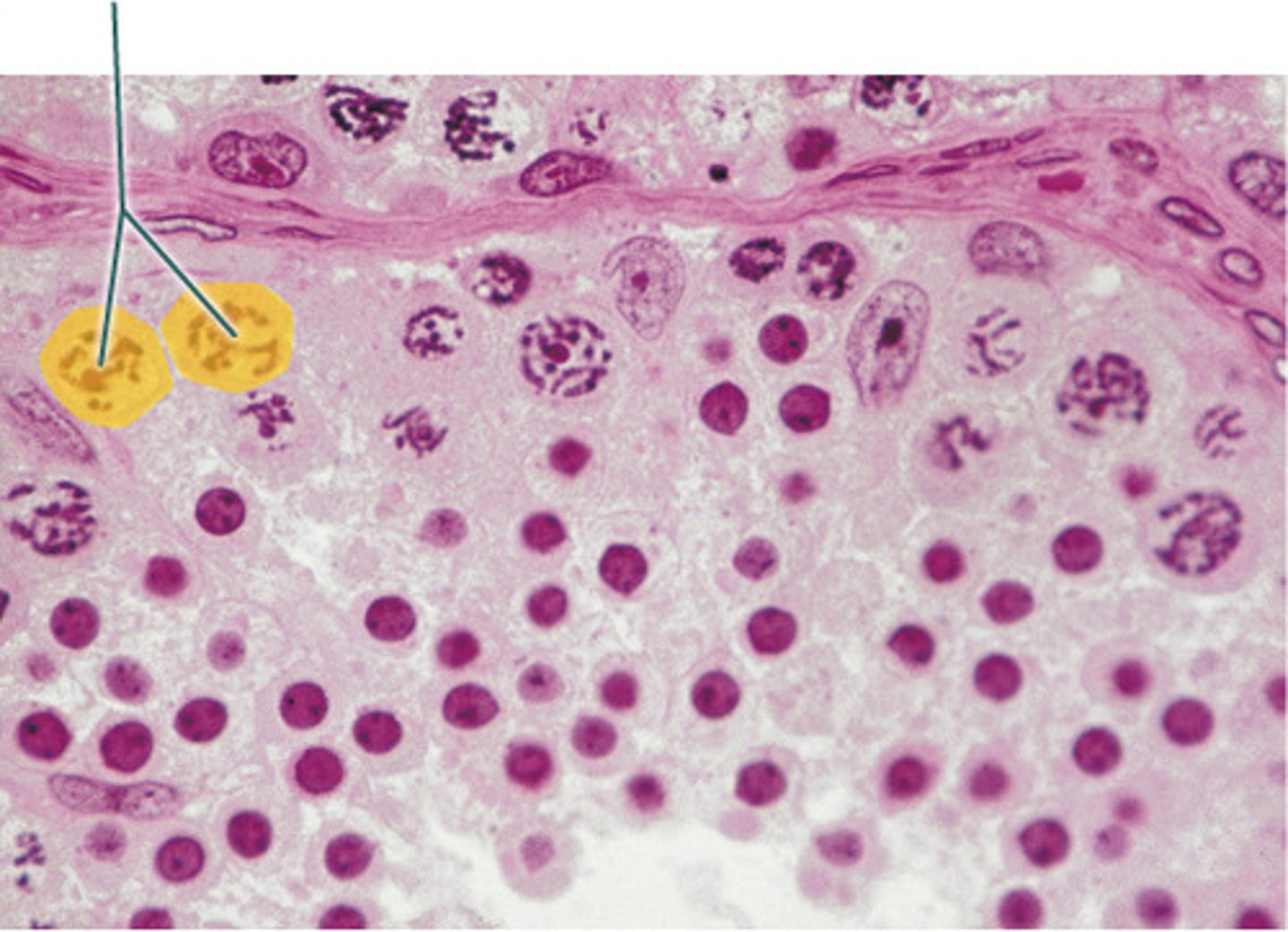 <p>primary spermatocytes</p>