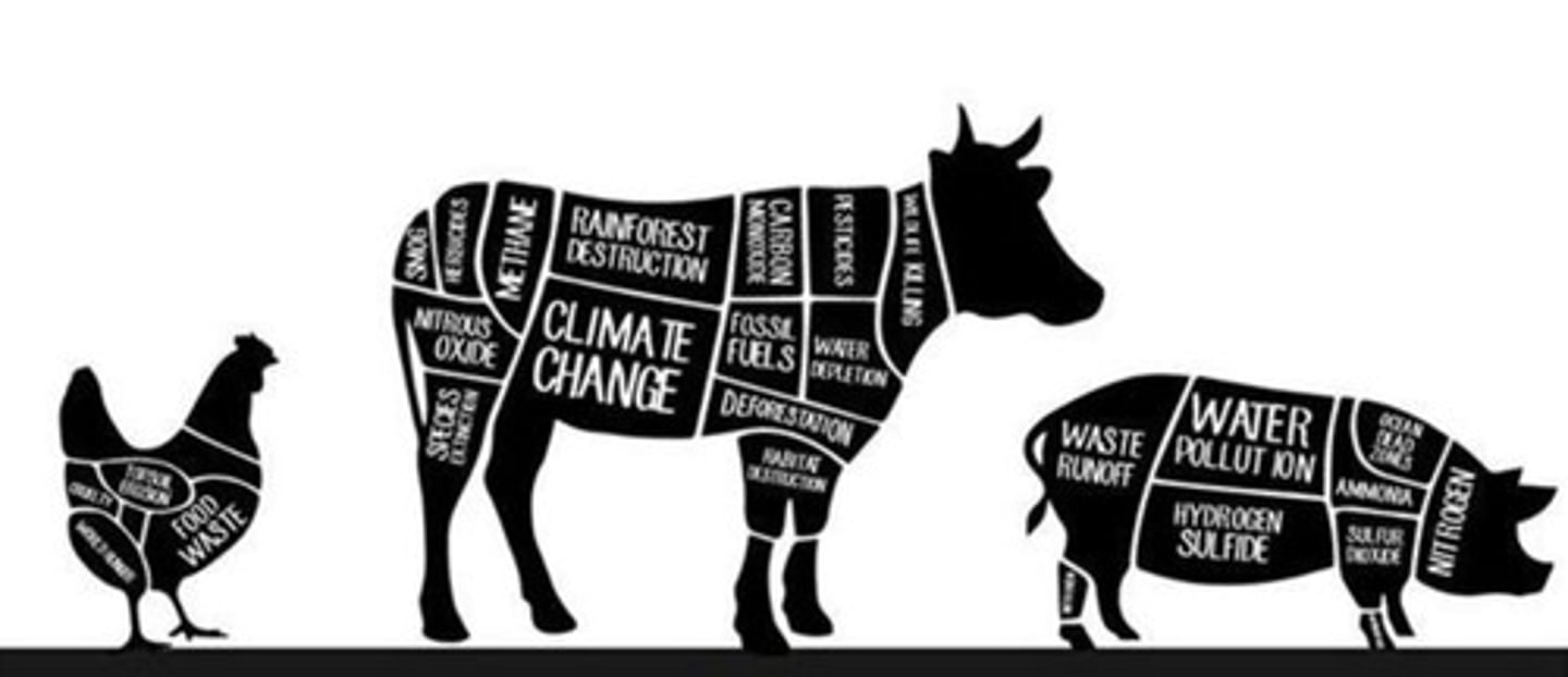 <p>Livestock farming has extensive ecological footprints including greenhouse gas emissions, water consumption, and ecological disturbances.</p>