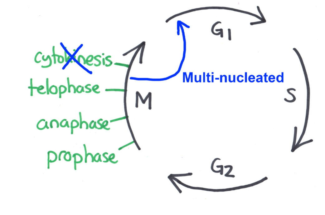 <p>Mechanism #2: Skip cytokinesis</p><ul><li><p>diagram of process</p></li><li><p>Example given in class</p></li><li><p>Type of cell that results</p></li></ul><p></p>
