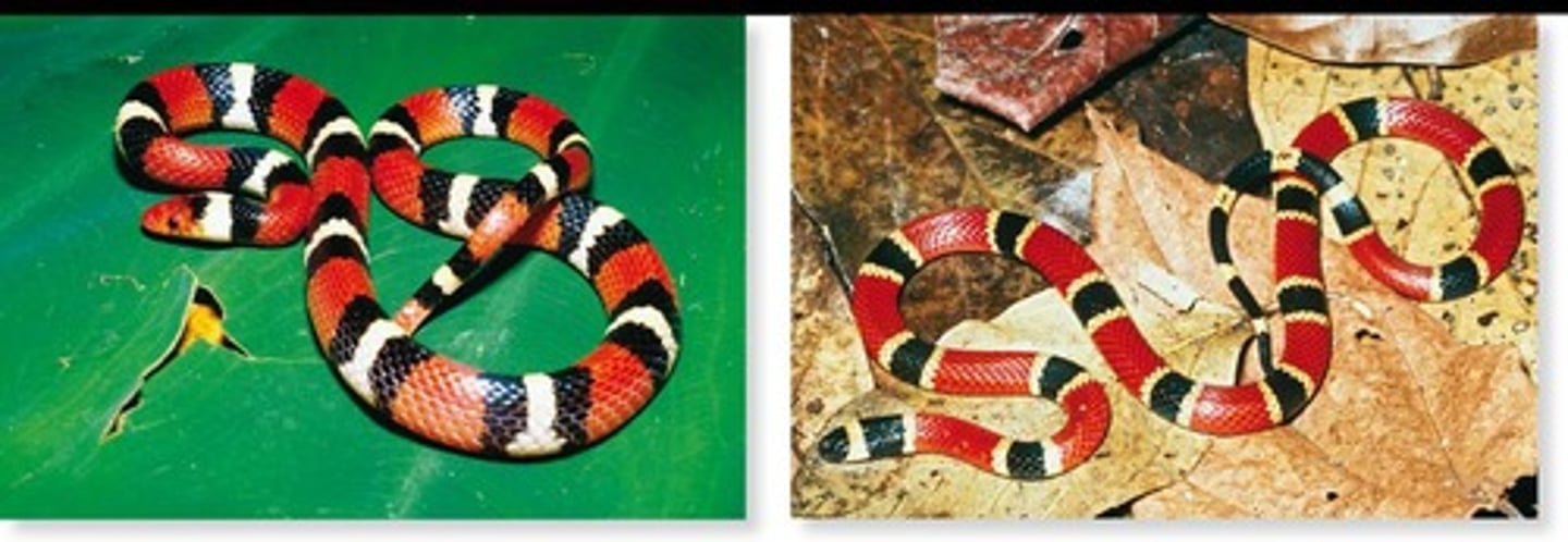 <p>An innocuous snake (Lampropeltis elapsoides) that mimics the poisonous coral snake (Micrurus fulvius).</p>