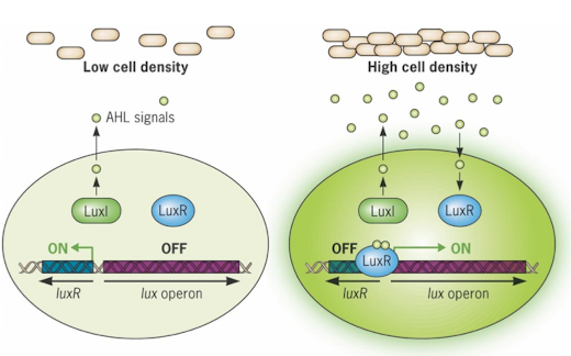 <ul><li><p>Luxl produces AHL autoinders</p></li><li><p>At high AHL levels, it binds LuxR, activating lux operon</p></li><li><p>Leads to luciferase production, making bacteria glow</p></li></ul><p></p>