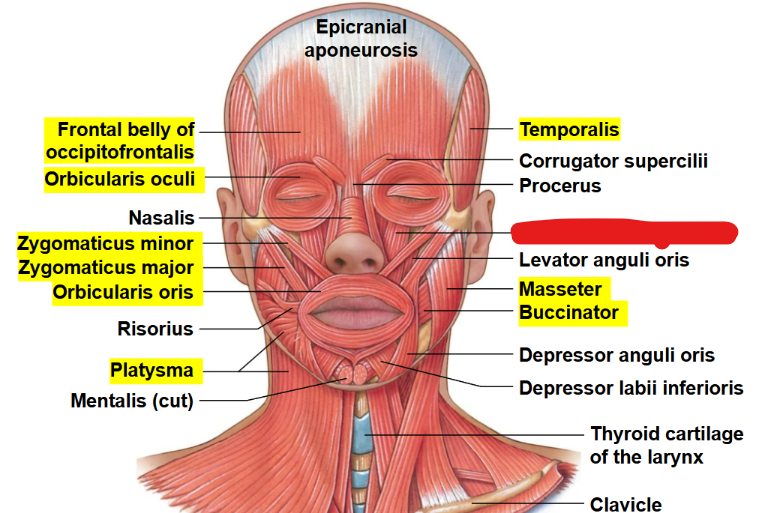 <p>What muscle is this?</p>