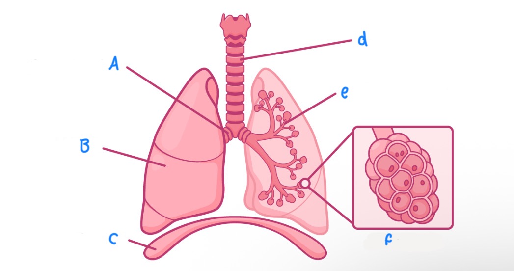 <p>What is labelled c</p>