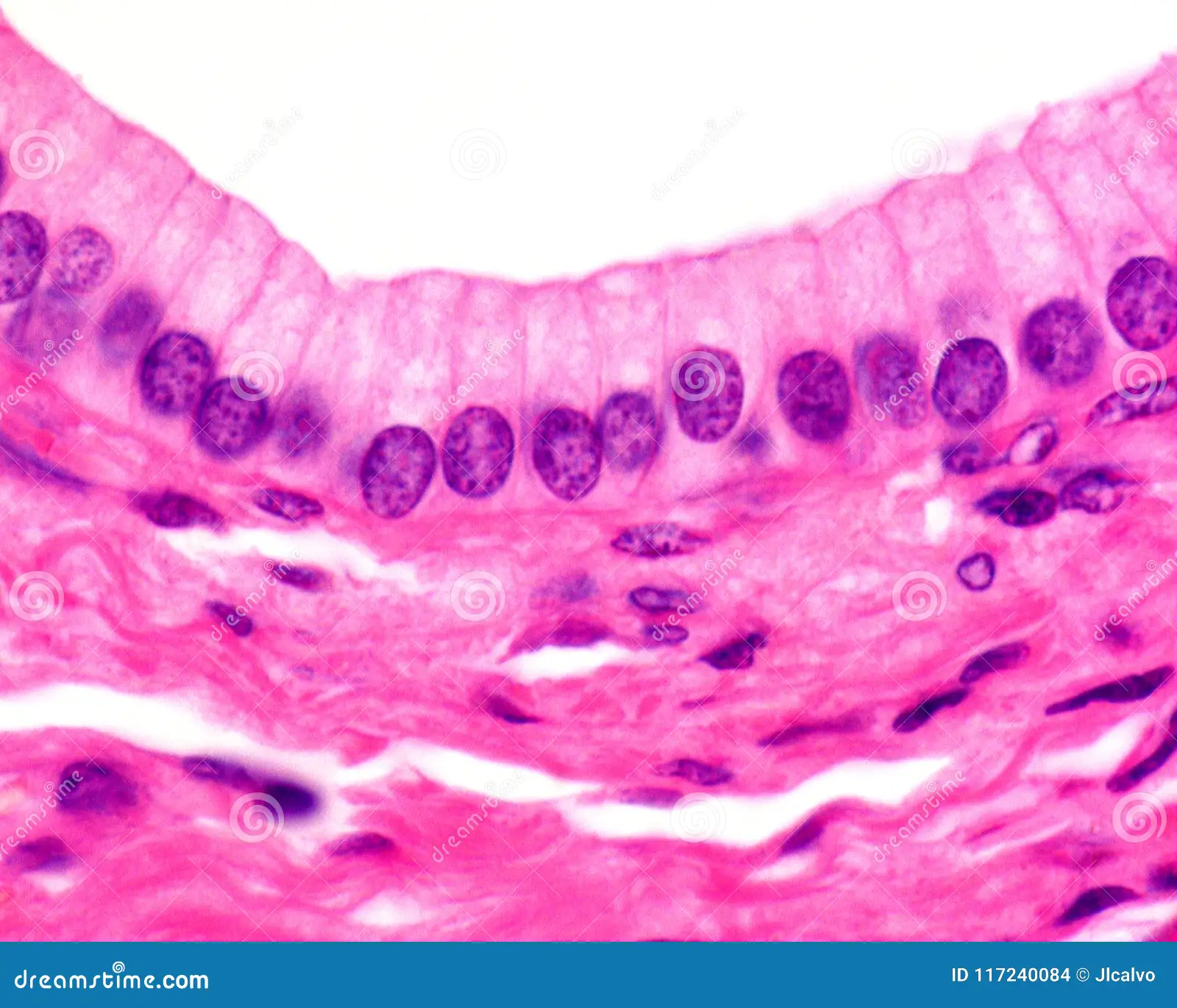 <p>what type of tissue is this?</p>
