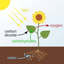 <p>photosynthesis</p>