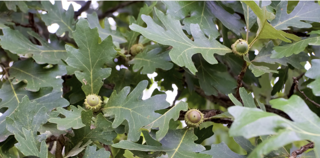 <p>bur oak</p>