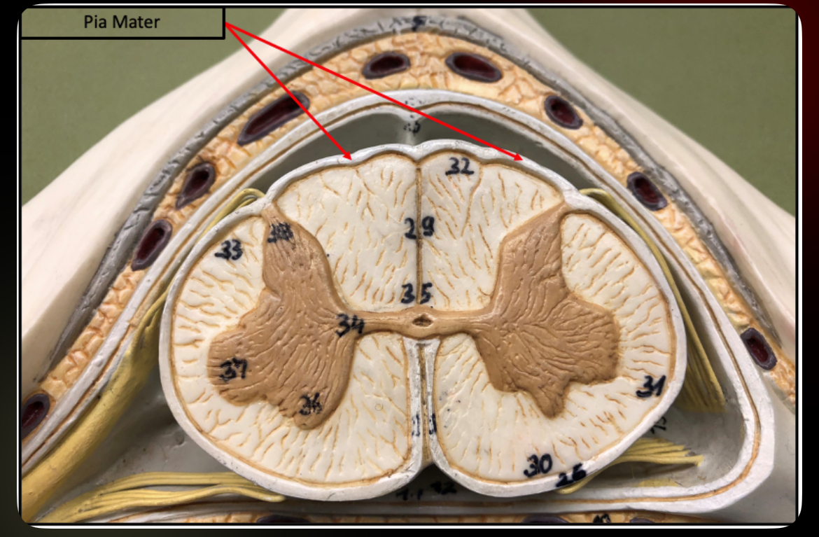 <p>Pia Mater (Spinal Cord)</p>