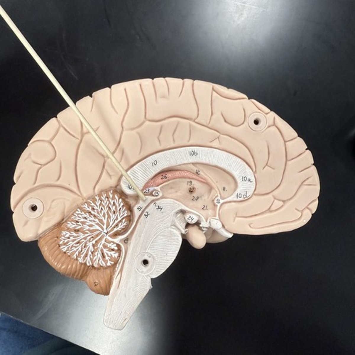 <p>What is this structure?</p>