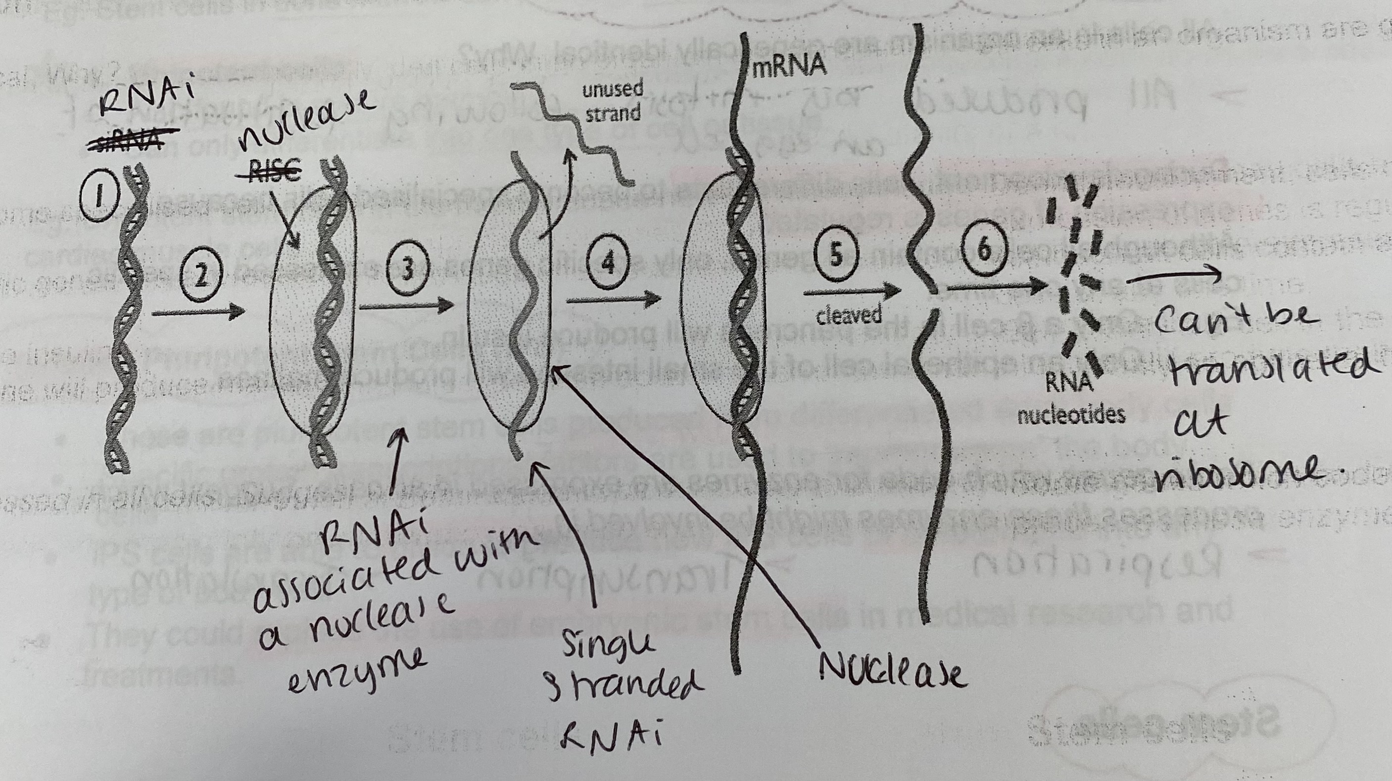 <p>Explain regulation of translation (effect of RNA interference- RNAi- on gene expression)</p>