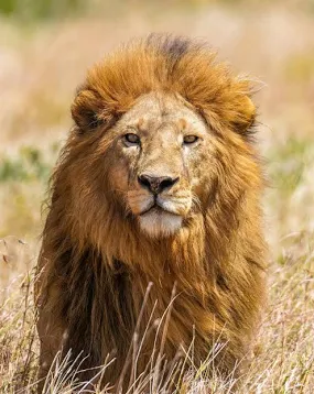 <p>Leo</p>
