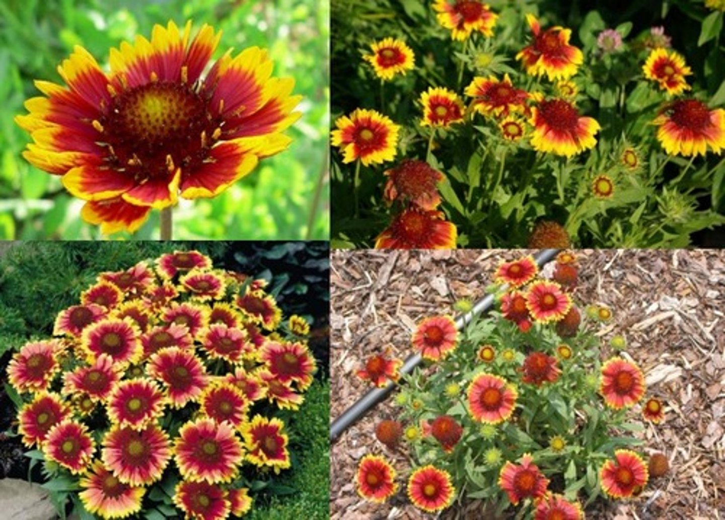 <p>cross between annual and perennial gaillardia; evergreen for us; basal clump</p><p>leaves: obvious pubescence; grayish cast; entire crenate or lobed; entire on stem foliage</p><p>bloom: continuous; showy; smells good; red yellow bicolor</p>