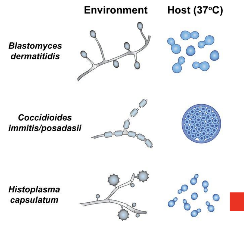 <p>bch</p><ul><li><p><strong><em>Blastomyces dermatitidis</em></strong></p><ul><li><p>Environment (nutrient-poor) = Hyphal</p></li><li><p>Host (37C, nutrient-rich) = Yeast</p></li></ul></li><li><p><strong><em>Coccidioides immitis / posadasii</em></strong></p><ul><li><p>Environment (nutrient-poor) = Hyphal</p></li><li><p>Host (37C, nutrient-rich) = Yeast</p></li></ul></li><li><p><strong><em>Histoplasma capsulatum</em></strong></p><ul><li><p>Environment (nutrient-poor) = Hyphal</p></li><li><p>Host (37C, nutrient-rich) = Yeast</p></li></ul></li></ul><p></p>