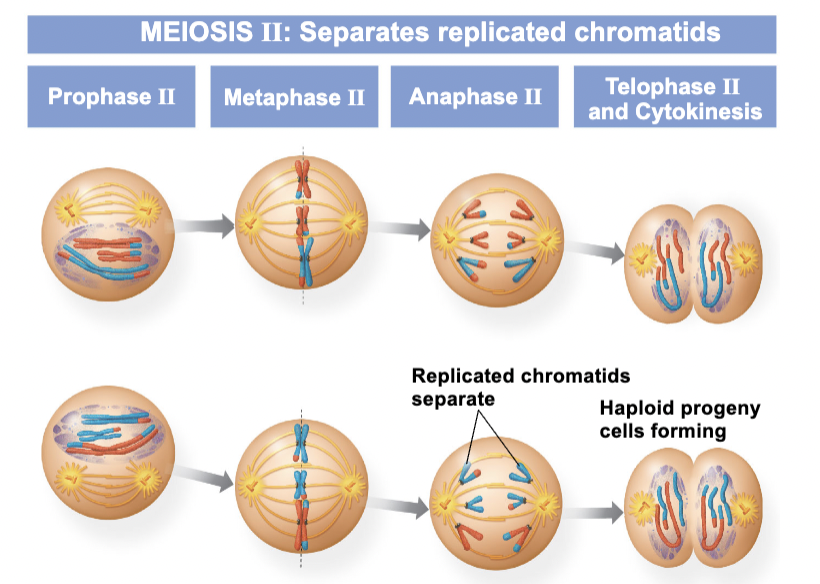 <p>separates replicated chromatids, PMAT II</p>