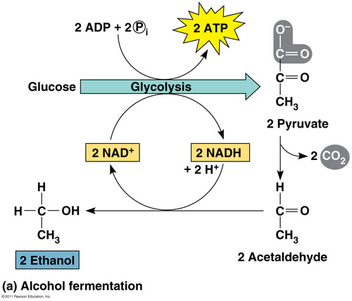 The process by which cells convert glucose into energy in the absence of oxygen
