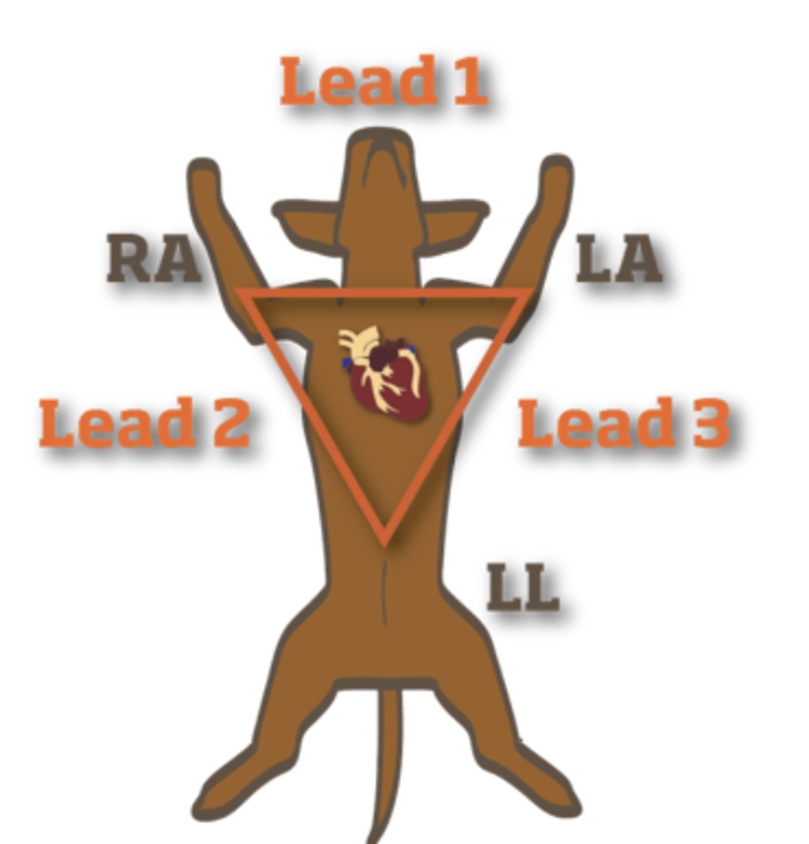 <p>- Because in a dog, electrical activity tends to go from SA node to apex of the heart (left side), so lead 2 follows that vector best</p>