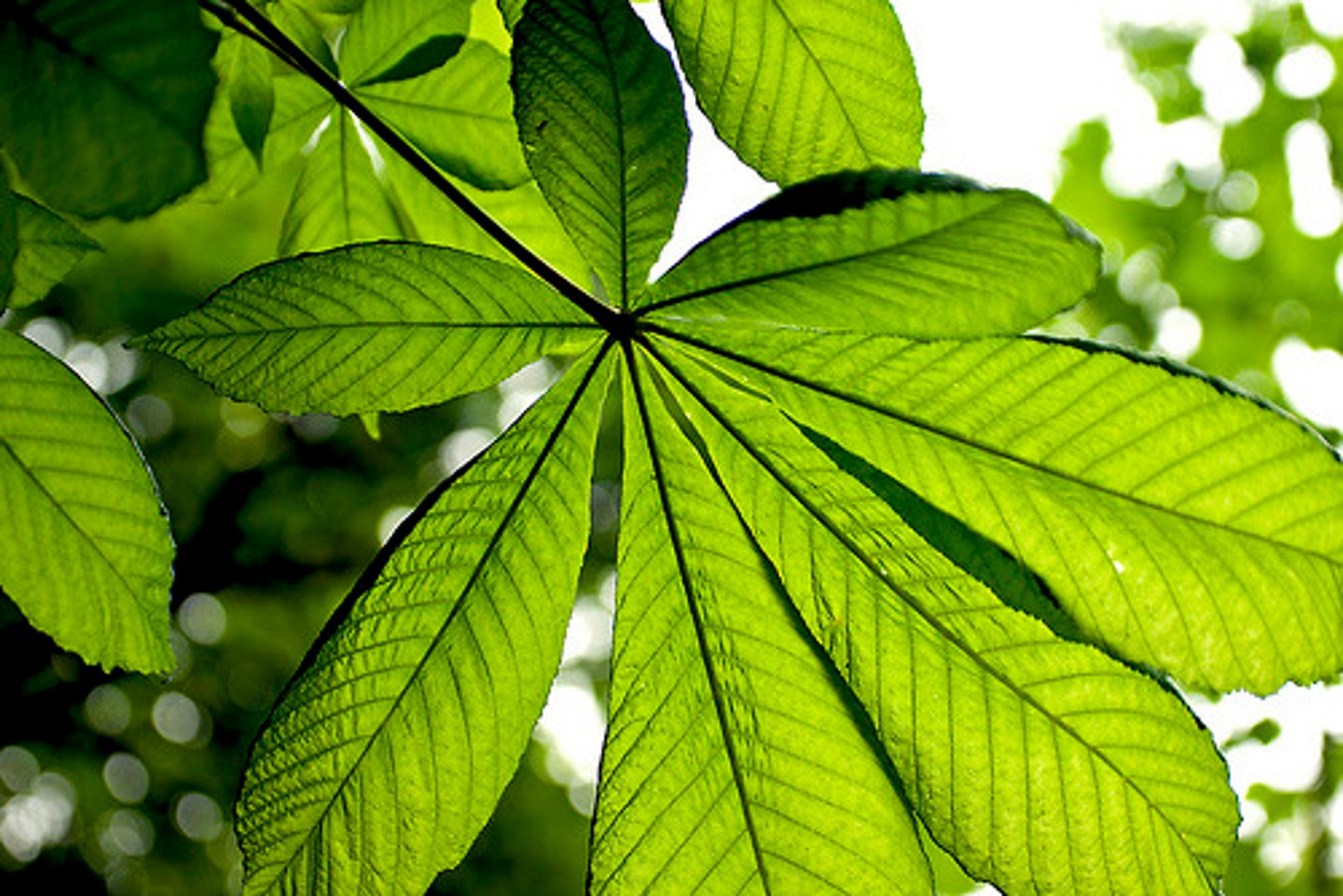 <p>What type of compound leaf venation pattern is this?</p>