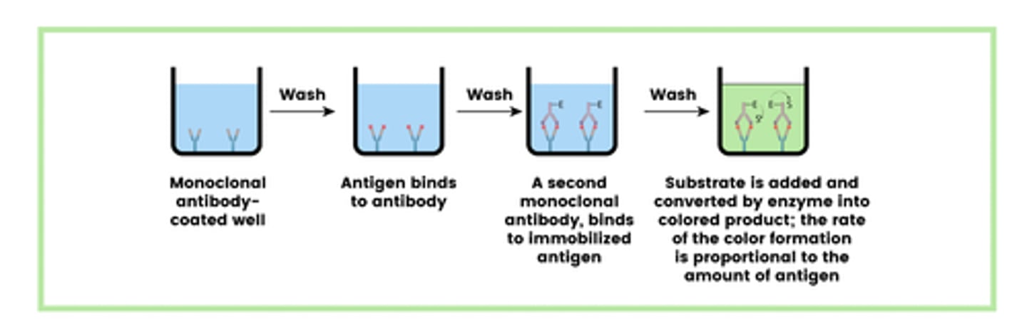 <p>1. Well is coated with monoclonal antibodies</p><p>2. Antigen is added which binds to antibody</p><p>3. A second monoclonal antibody binds to antigen</p><p>4. Substrate is added and converted by enzyme into coloured product</p>