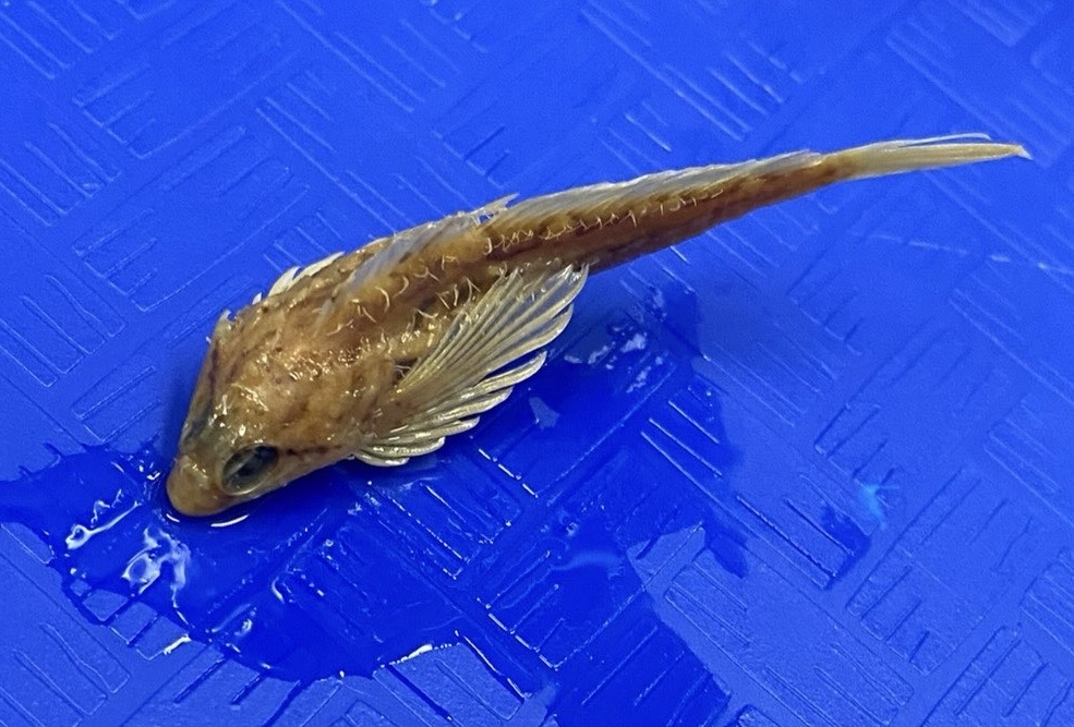 <p>Cottidae (sculpins)</p>