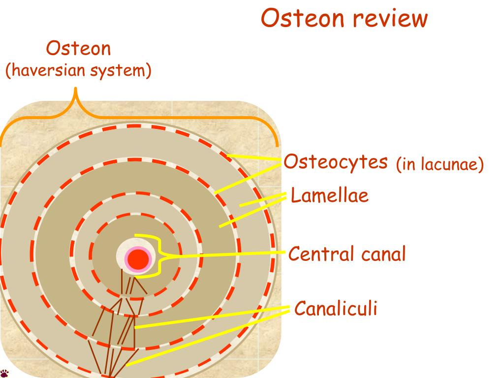 <p>system of interconnected canals in bones</p>