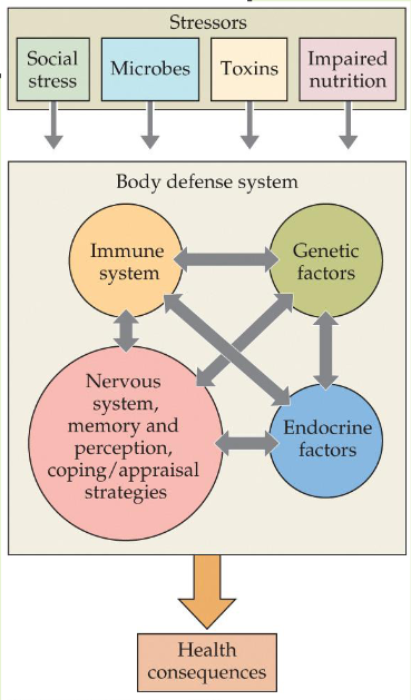 <p>Study of the interaction of psychological factors, the nervous system, and the immune system; includes biological factors</p>