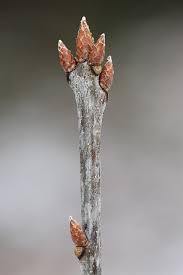 pointed lobes and red fall color

shallow plated orange bark

acorn cap has tightly pressed pattern that only covers 5%

alternate clustered buds that are orange, pointed, and tightly scaled

moist soil