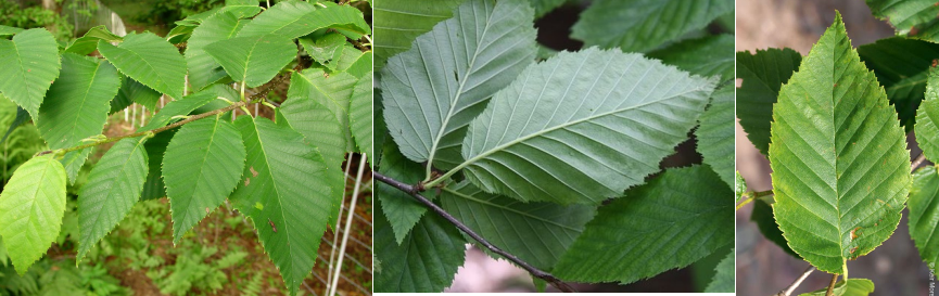 <p>Alternate, simple, ovate leave that are prominently pinnately veined and have doubly serrate margins.</p>
