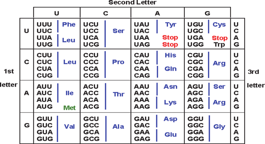 <ol><li><p>Identify if the given nitrogenous base is the </p><ol><li><p><strong><span style="color: purple">5’ strand</span></strong> - match complementary letters, turn into codons, and chart</p></li><li><p><strong><span style="color: green">3’ strand</span></strong> - match same letter for codon, chart </p></li><li><p><strong><span style="color: yellow">mRNA strand</span></strong> -order codon, chart</p></li><li><p><strong><span style="color: blue">Anti-codon</span></strong> - find opposite letter, chart</p></li></ol></li><li><p><strong><span style="color: red">ALWAYS DOUBLE CHECK</span></strong></p></li></ol>