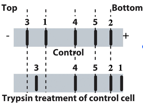 <p>iClicker</p><p>You run proteins isolated from untreated control cells to trypsin treated cells on SDS-PAGE and transfer them to a membrane. You can detect 5 different proteins for which you have specific antibodies. What type of membrane protein is protein #1?</p><p></p><p>A. Transmembrane protein with equal domains both inside and outside the cell</p><p>B. Transmembrane protein with a large domain on the outside of the cell</p><p>C. Transmembrane protein with large domain inside the cell</p><p>D. Peripheral cytoplasmic protein</p><p>E. Peripheral extracellular protein</p>