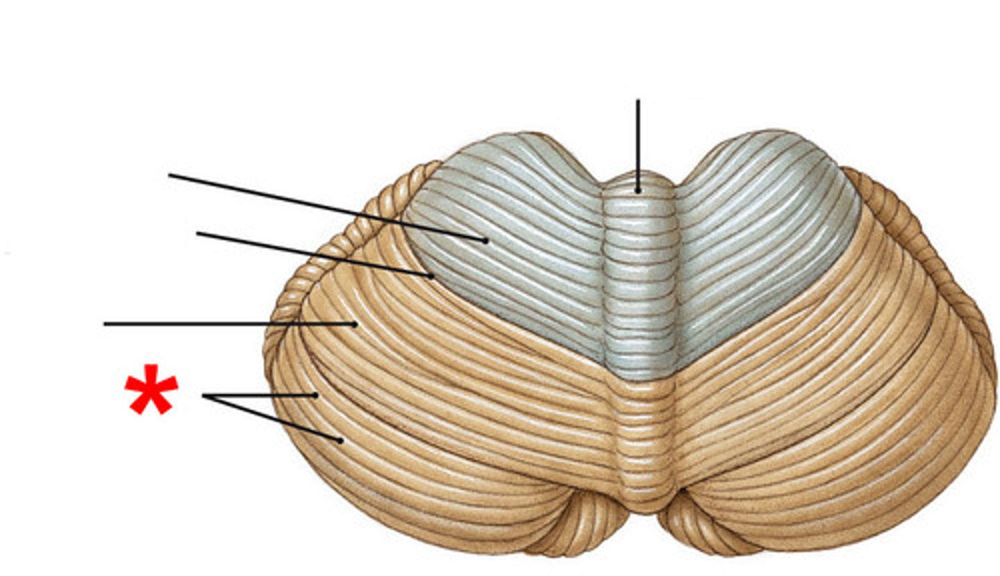 <p>What are the bumps/folds on the cerebellum called?</p>