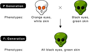 <p>What is the genotype of the parent with orange eyes and white skin (both are recessive traits)</p>