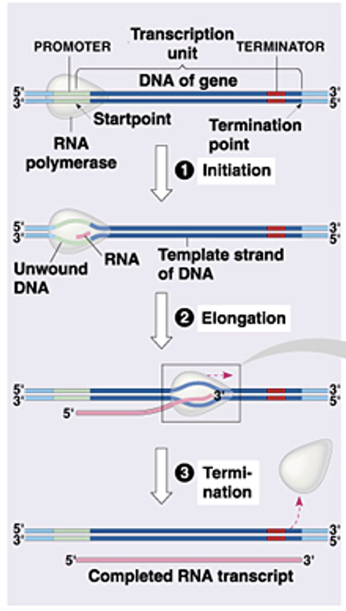<ol><li><p>Initiation = promoter, transcription factors and start point</p></li><li><p>Elongation = DNA is unwound, the template strand is read in the 3<sup>’</sup>-5<sup>’</sup> direction and RNA is synthesized in the 5<sup>’</sup>-3<sup>’</sup> direction by RNA polymerase</p></li><li><p>Termination = stop signal causes RNA polymerase to dissociate and the RNA transcript is complete</p></li></ol><p></p>
