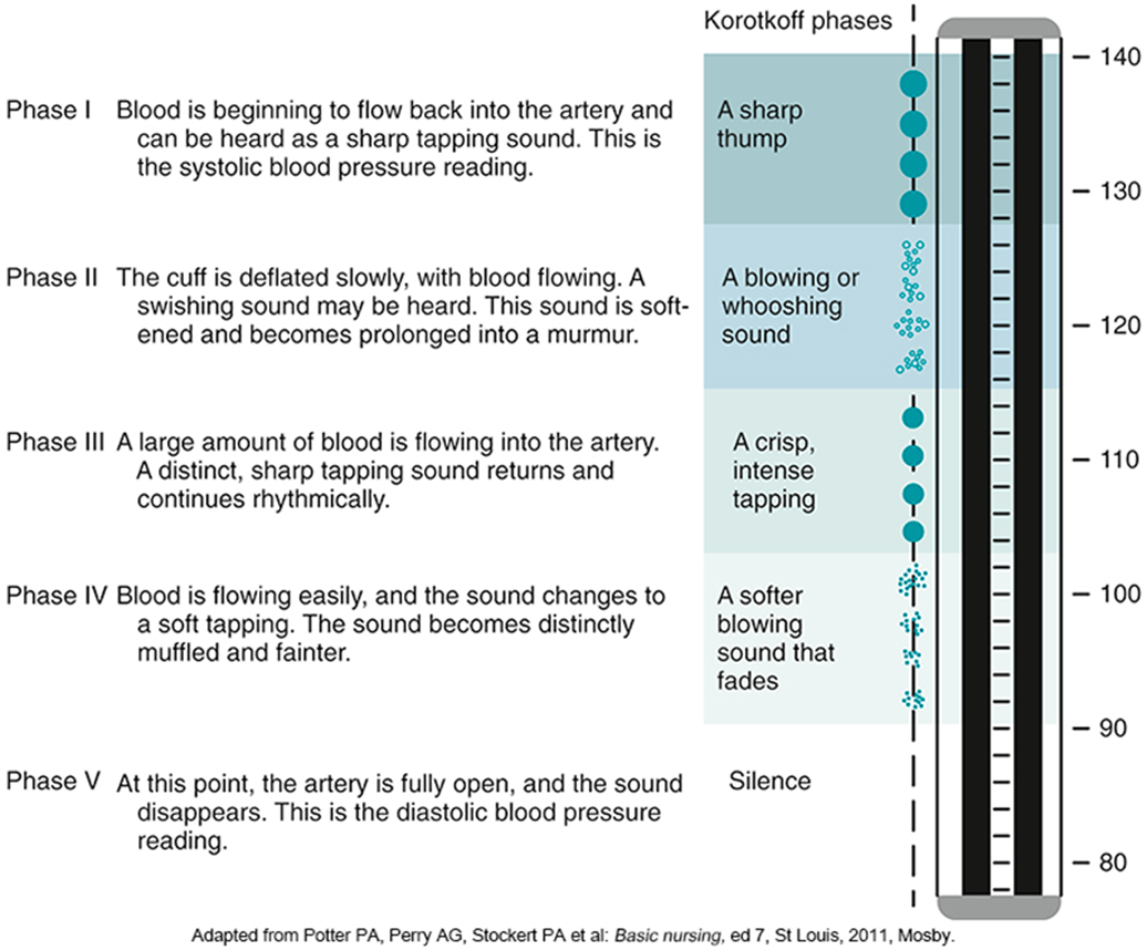 <p>The equipment used when taking a patient’s blood pressure are the sphygmomanometer and the stethoscope </p><p>Sphygmomanometer</p><ul><li><p>Includes the blood pressure cuff and meter</p></li><li><p>The cuff is a cloth wrap that holds an inflatable rubber bladder</p></li><li><p>A rubber bulb is attached to the cuff with rubber tubing</p></li></ul><p>To get an accurate reading, it is important to use the appropriately sized cuff</p><ul><li><p>Arm circumference 8 to 10 inches—“small adult” cuff</p></li><li><p>Arm circumference 10½ to 13 inches—“adult” cuff</p></li><li><p>Arm circumference 13½ to 17 inches—“large adult” cuff</p></li><li><p>Arm circumference 17½ to 20 inches—“adult thigh” cuff</p></li></ul><p>The stethoscope is used to amplify Korotkoff sounds</p><ul><li><p>A series of sounds produced by the blood rushing back into the brachial artery, which has been collapsed by the pressure of the blood pressure cuff</p></li><li><p>As the pressure in the cuff is slowly released, the stethoscope picks up a distinct thumping sound that grows louder and then softens to a murmur</p></li></ul><p>Five phases of Korotkoff sounds occur during deflation of the blood pressure cuff</p><p>An automated electronic blood pressure device is used in many practices today to simplify and speed the taking of blood pressure</p><p>Wrist blood pressure monitors can be accurate if used exactly as directed</p><p>These devices are extremely sensitive to body position</p><p>The arm and wrist must be at heart level, with the patient quiet and still</p>