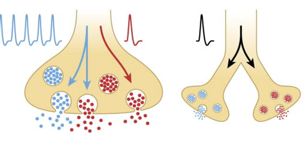 <p>A process in which two or more neurotransmitters are released simultaneously from the same neuron, allowing for enhanced or diversified signaling at the synapse.</p><ul><li><p>this phenomenon enables more complex modulation of neuronal communication</p></li><li><p>requires NT’s to be sequestered into distinct populations of synaptic vesicles w/ release mediated by different Ca2+ sensitivities</p></li></ul><p></p>