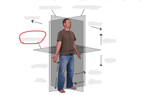 <p>plane that slices through body perpendicular to sagittal, frontal planes (also called horizontal)</p>