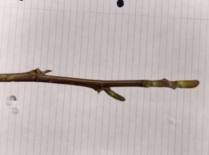<p>Terminal valvate and duck-bill like; stout reddish brown twig</p>