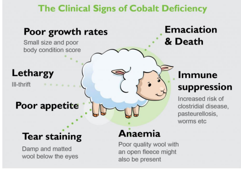 <p>B12 and krebs cycle</p><p>energy</p><p></p><p>❖ Essential component of Vitamin B12</p><p>❖ B12 in energy metabolism</p><p></p><p>❖ B12 produced by rumen microbes if there is</p><p>a sufficient supply of cobalt in the diet</p><p></p><p>❖ Commonly seen in weaned lambs in late</p><p>summer/autumn</p><p></p><p>❖ Confirm diagnosis with serology</p><p></p><p>❖ Prevention includes parasite management,</p><p>boluses for ewes, drenching lambs</p><p></p><p>e.g. if worms in their stomach can deplete cobalt levels</p><p></p><p>you cant overdose on cobalt</p>