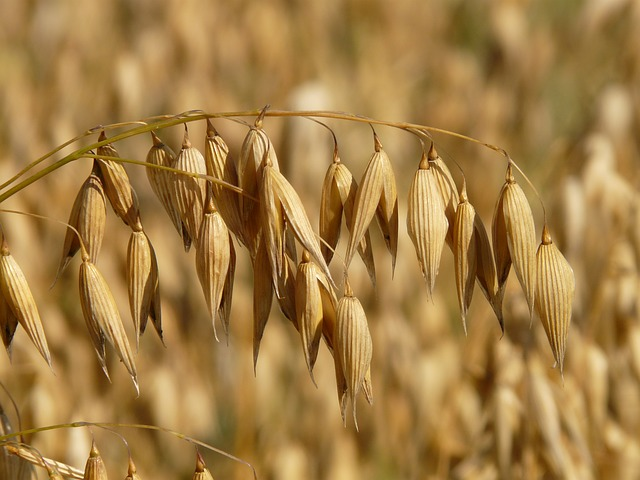 <p>Avena sativa</p>