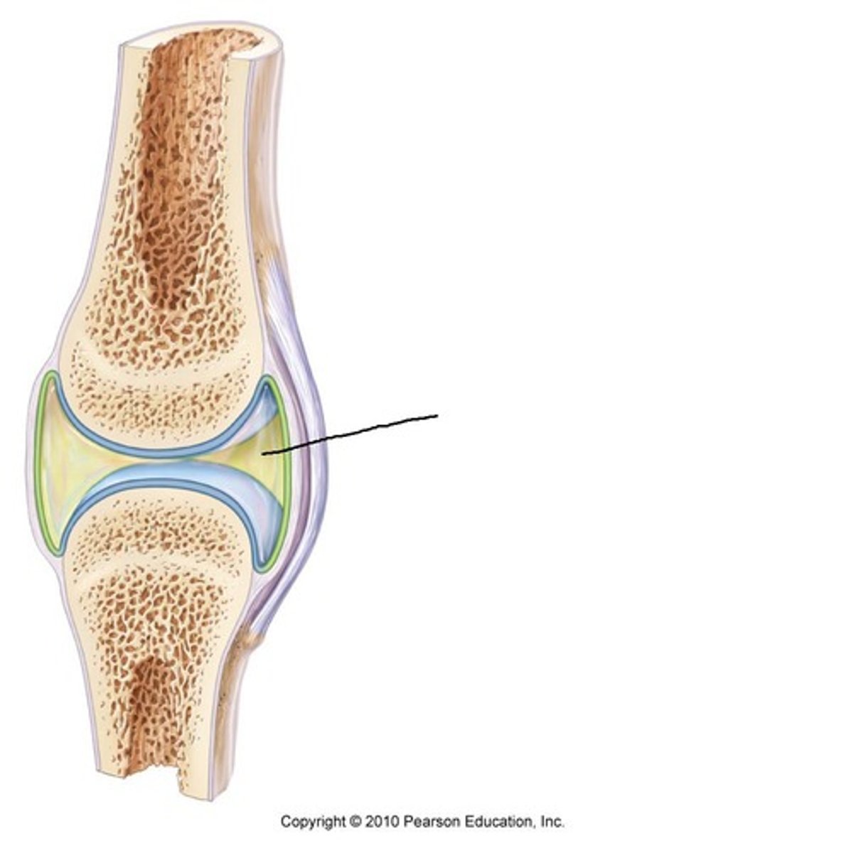 <p>The space between the articulating bones of a synovial joint, filled with synovial fluid. Also called a joint cavity.</p>