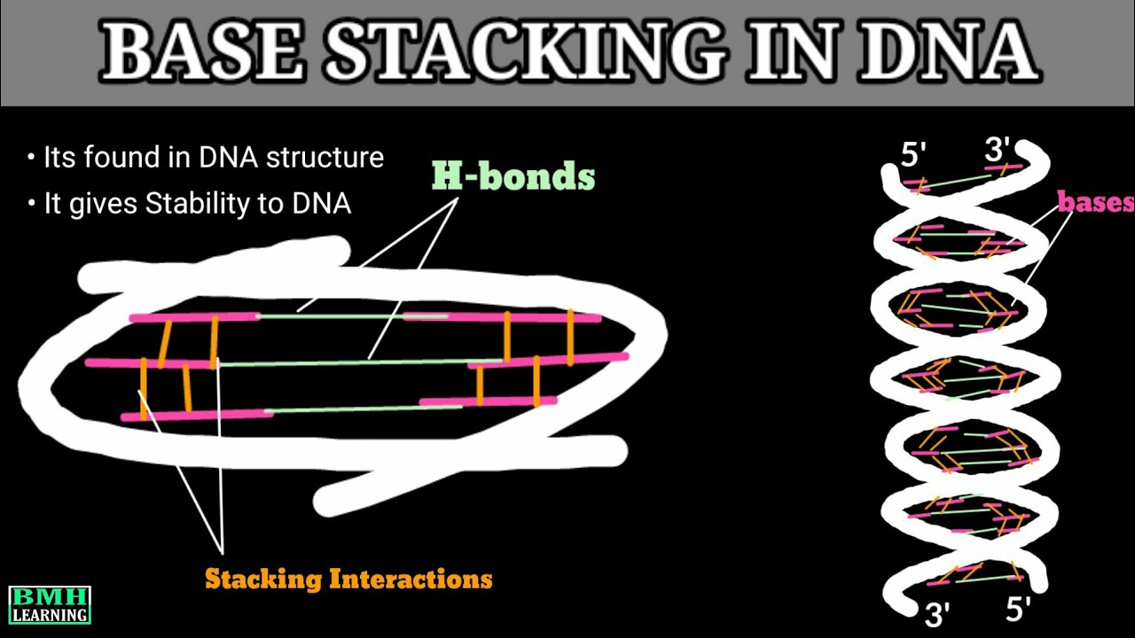 <p>Force that helps stabilize nucleotides stacked in the double helix combination of hydrophobic &amp; Van der Waals forces</p>