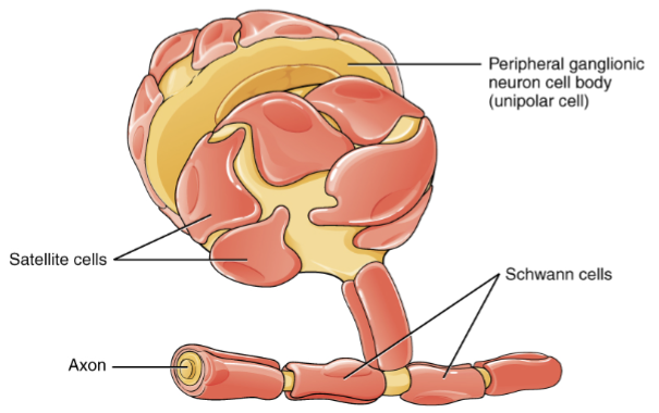 <p><mark data-color="blue">• Satellite cells</mark><br>• support neurons in PNS<br>ganglia<br>• wrapped around neuronal<br>cell bodies<br></p><p><mark data-color="blue">• Schwann cells</mark>: aka neurolemmocytes (pancakes that wrap themselves around ONE axon)<br>• myelinate PNS axons<br>• 1 myelin sheath around a<br><span style="color: transparent">portion of 1 PNS neuron</span></p>