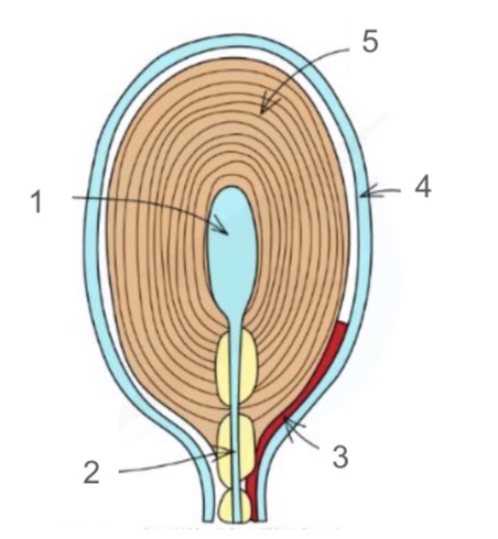 <p>Label the pacinian corpuscle</p>