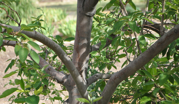 <p>Large shrubs to multitrunked small trees, always SGB, reddish long and pointed buds, true terminal buds, alternate arrangement, rounded leaves</p>