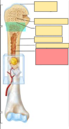 <ul><li><p>red - myeloid tissue</p></li><li><p>yellow - bone marrow (adipose) </p></li><li><p>has walls composed of spongy bone </p></li></ul><p></p>