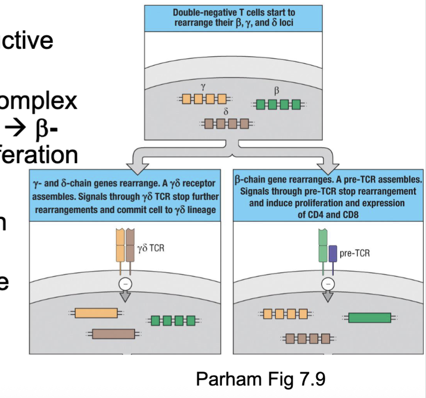 <ul><li><p>TCRβ, 𝛾, or δ r<span><span>earrangements take place in thymocytes simultaneously</span></span></p><ul><li><p> 𝛾δ T cells need to successfully rearrange both 𝛾 and δ chains→ TCR signalling → commitment </p></li><li><p><span><span>Cells fated to be </span></span>⍺β T cells only need a productive TCRβ rearrangement </p><ul><li><p>β chains <span><span>associates with </span><strong><span>preT</span></strong><span>⍺ and CD3 complex → pre-T cell receptor (preTCR) signalling → </span><strong><span>β-chain selection</span></strong><span> → commitment &amp; proliferation</span></span></p></li></ul></li></ul></li><li><p>⍺β T cells favoured due to: </p><ul><li><p><span><span>Lots of V⍺ and Vβ segments and β-chain with two D-J-C regions → multiple attempts</span></span></p></li><li><p><span><span>β-selection checkpoint → proliferation of large</span></span><br><span><span>pool for trying out ⍺-chain rearrangements</span></span></p></li><li><p>⍺-chain rearrangements deletes the δ-chain gene segment</p></li></ul></li></ul><p>(gamma delta need to rearrange both at the same time for the lineage commitment</p><p>alpha beta only need to upregulate beta chain)</p>