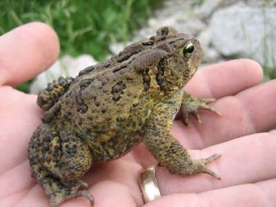 <p>American Toad</p>