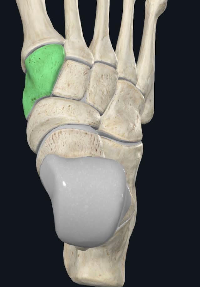 <ol><li><p>Es el hueso cuneiformes que se encuentra en el borde medial</p></li><li><p>Se encuentra entre el hueso navicular y el primer metartasiano</p></li></ol><p>3)En su cara lateral presenta dos caras articulares, una anterior (2do metatarsiano) y otra posterior (hueso cuneiforme medial)</p>