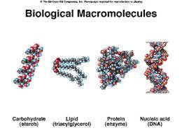 <p>A giant molecule formed by the joining of smaller molecules. Polysaccharides, proteins, and nucleic acids are macromolecules.</p>