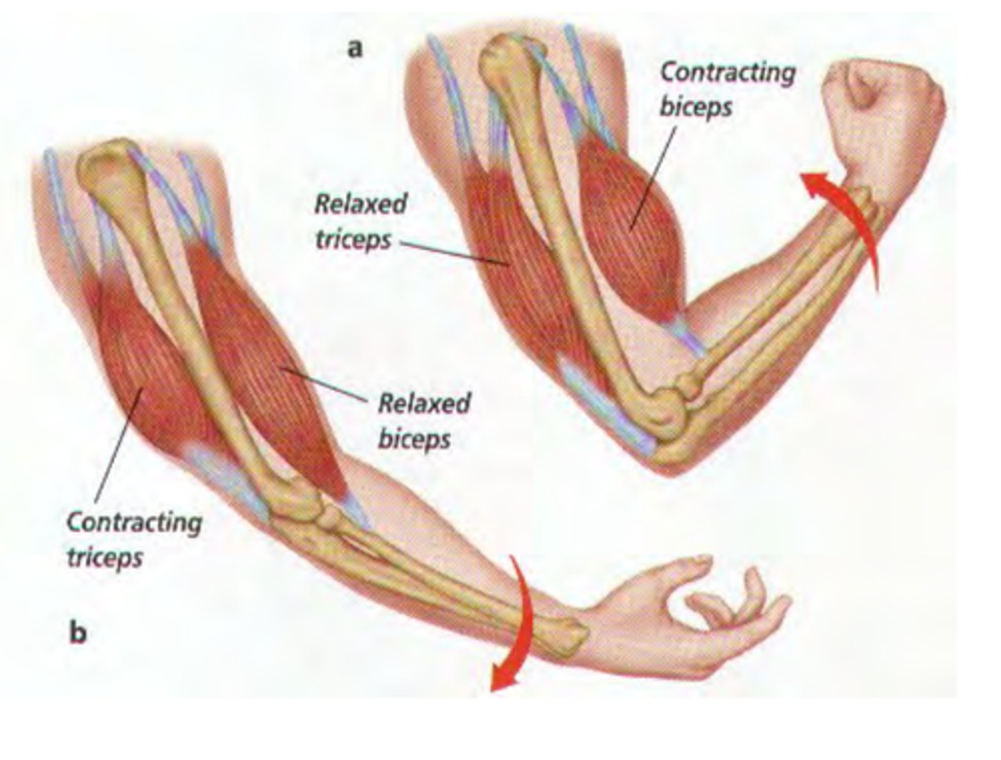 <p>Bone or skin.</p>