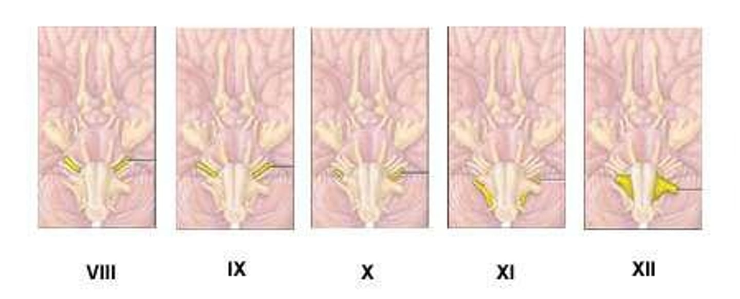 <p>Cranial nerves VIII (Vestibulocochlear), IX (Glossopharyngeal), X (Vagus), XI (Accessory), and XII (Hypoglossal).</p>